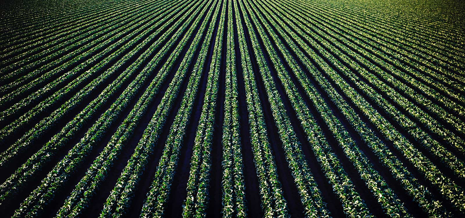 Field Rows into Distance