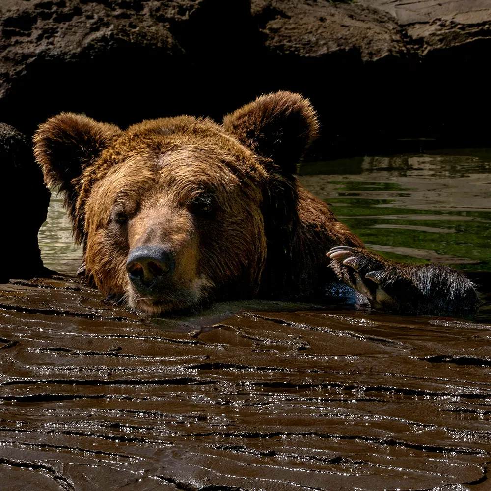 Image of a bear, used to illustrate proper aspect ratios in HTML.