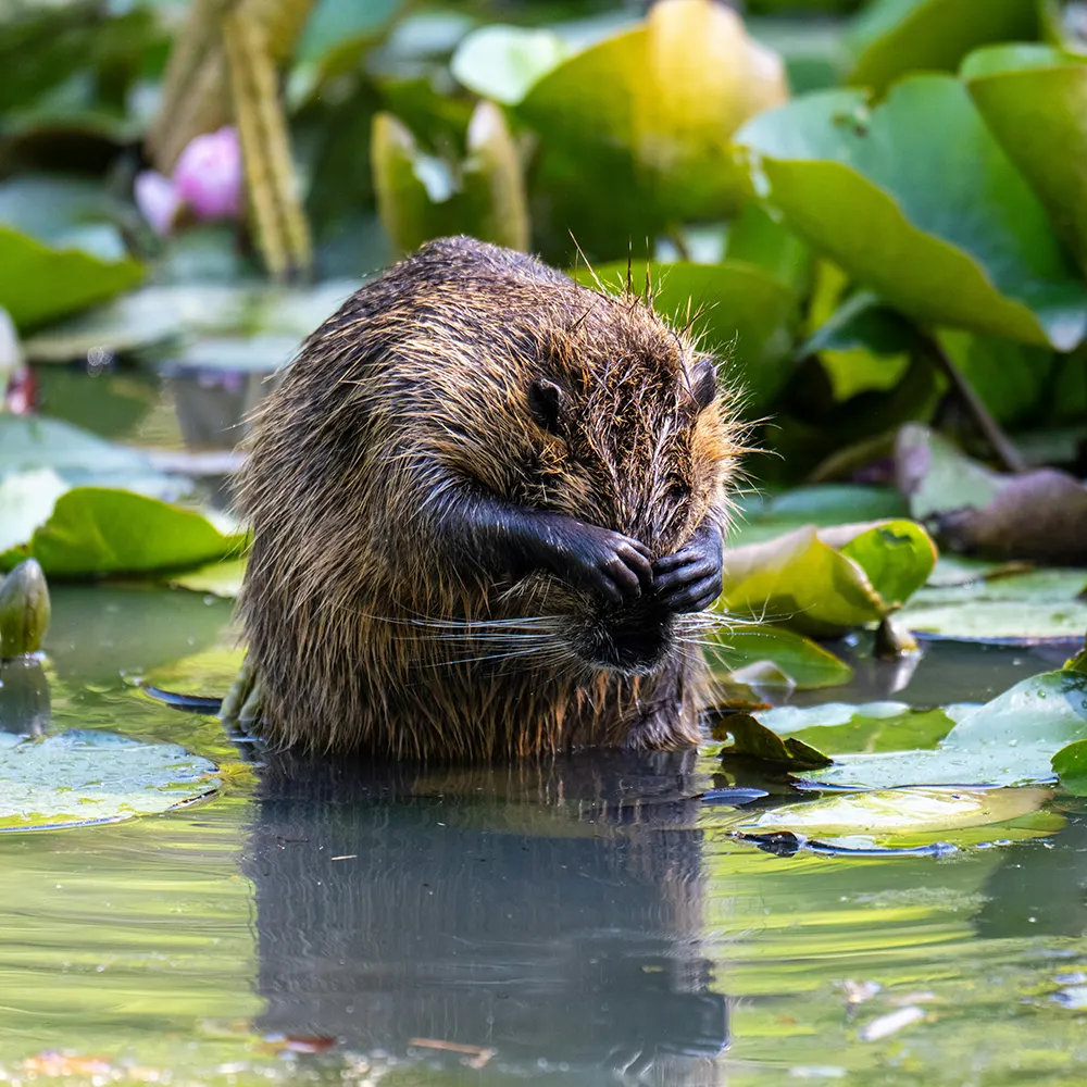 Image of a beaver, used to illustrate a javascript loading approach for images to keep website load times fast.