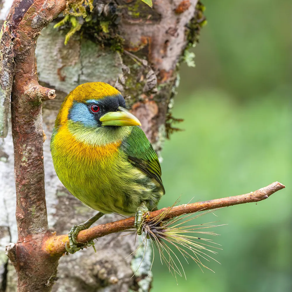 Image of a bird, used to illustrate the standard lazy loading behavior in browsers.