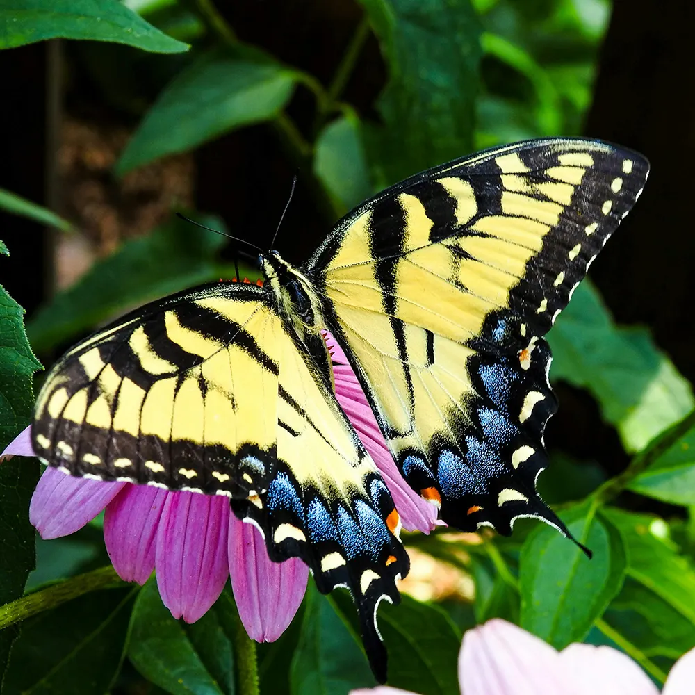 Image of a butterfly, used to illustrate the standard image tag in HTML.