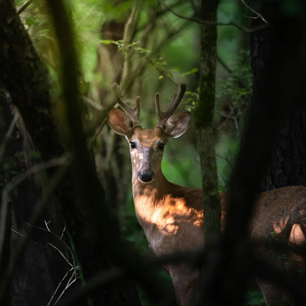 Image of a deer, used to illustrate how setting explicit heights on images and max widths can cause distortion.