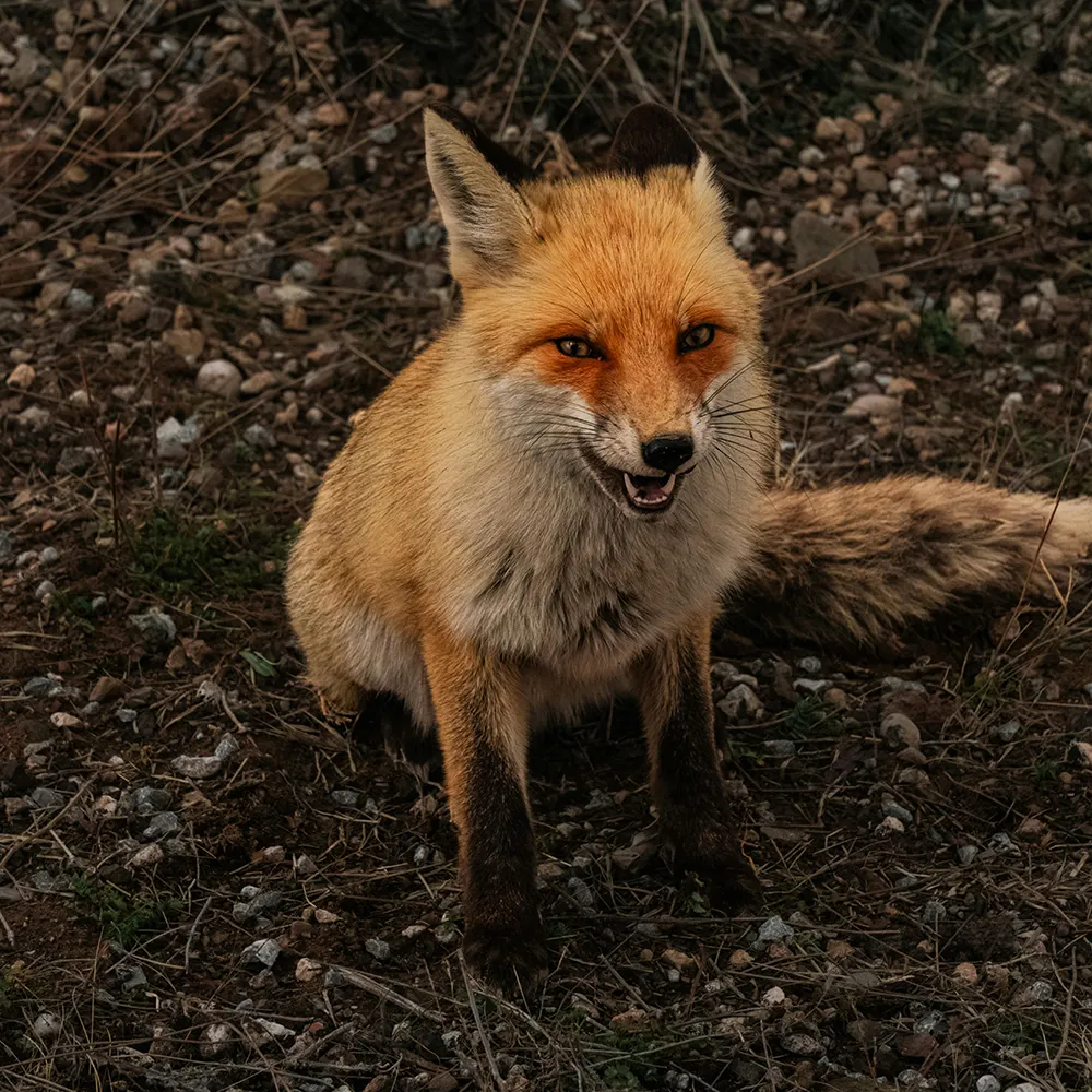 Image of a fox, used to illustrate an image wrapper that will allow images to be cropped via css.