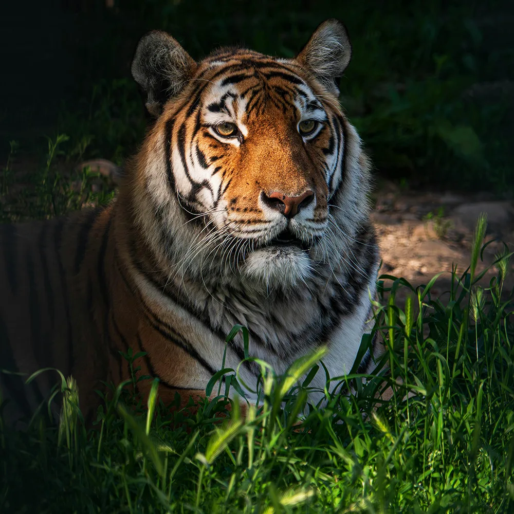 Image of a tiger, representing the ultimate in loading images with JavaScript to maintain fast sites and aesthetics.