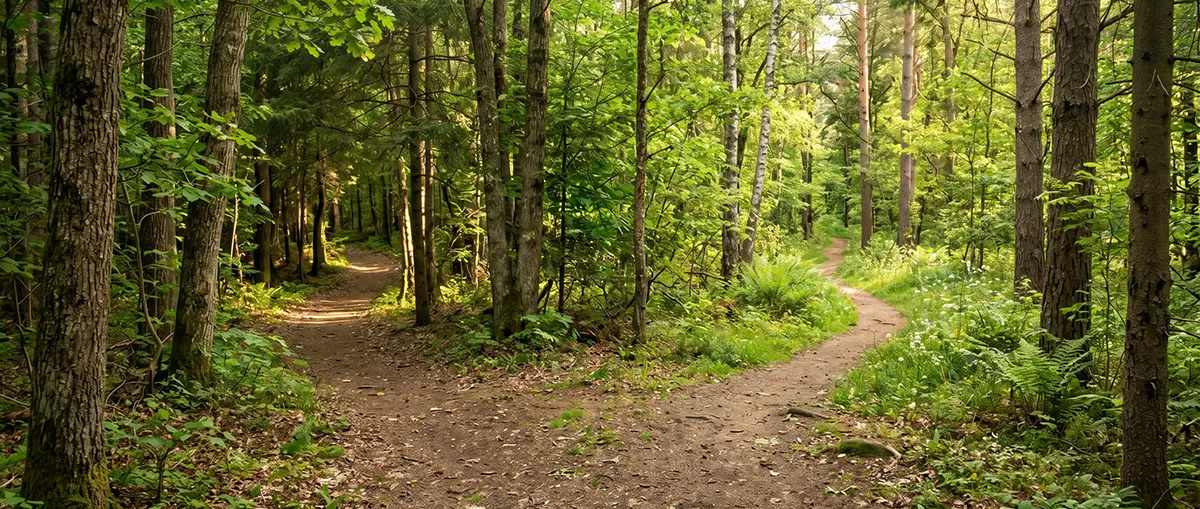 Path forking in the woods - decision between Shopify, Woocommerce, Magento 2 and custom e-commerce.